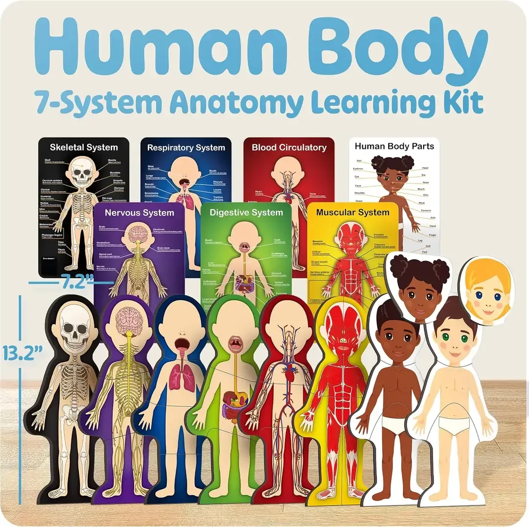 The seven body system layers of the anatomy model for kids