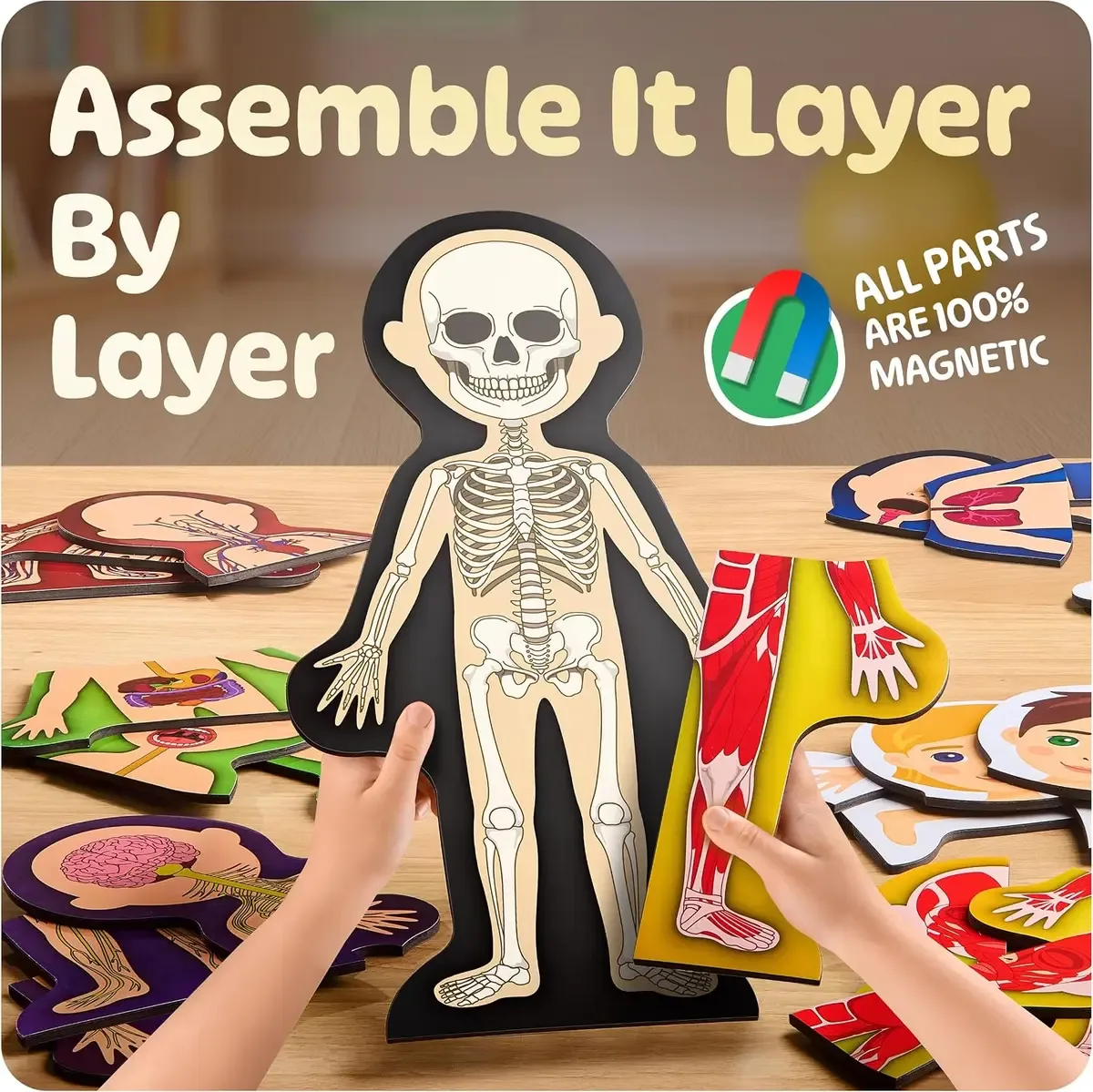 Building the anatomy model for kids on its skeleton base