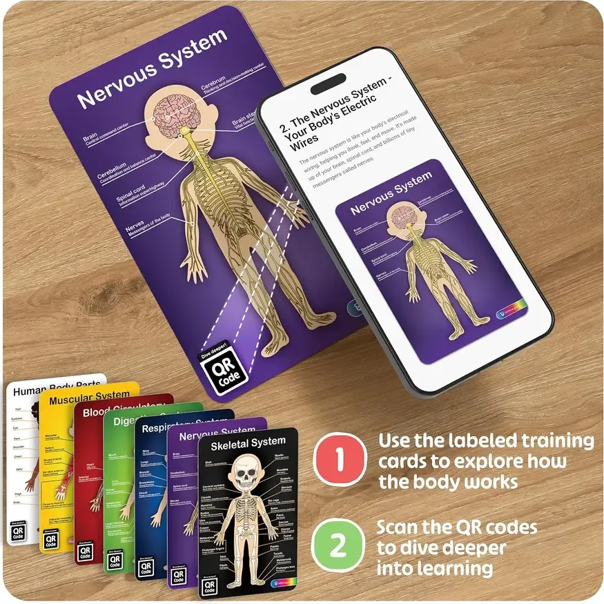 Info cards and QR codes included with the anatomy model for kids