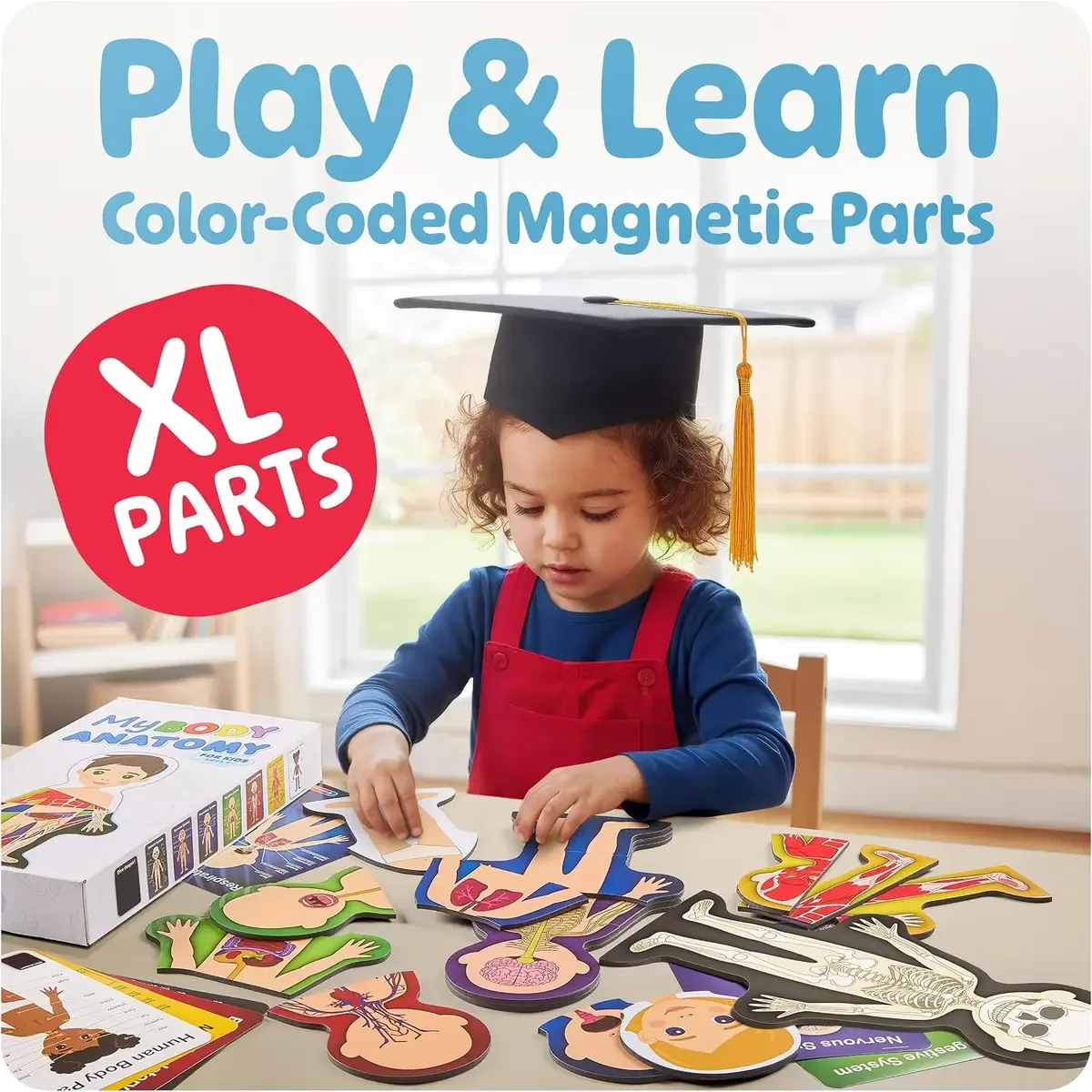 Large color-coded magnetic parts of the anatomy model for kids