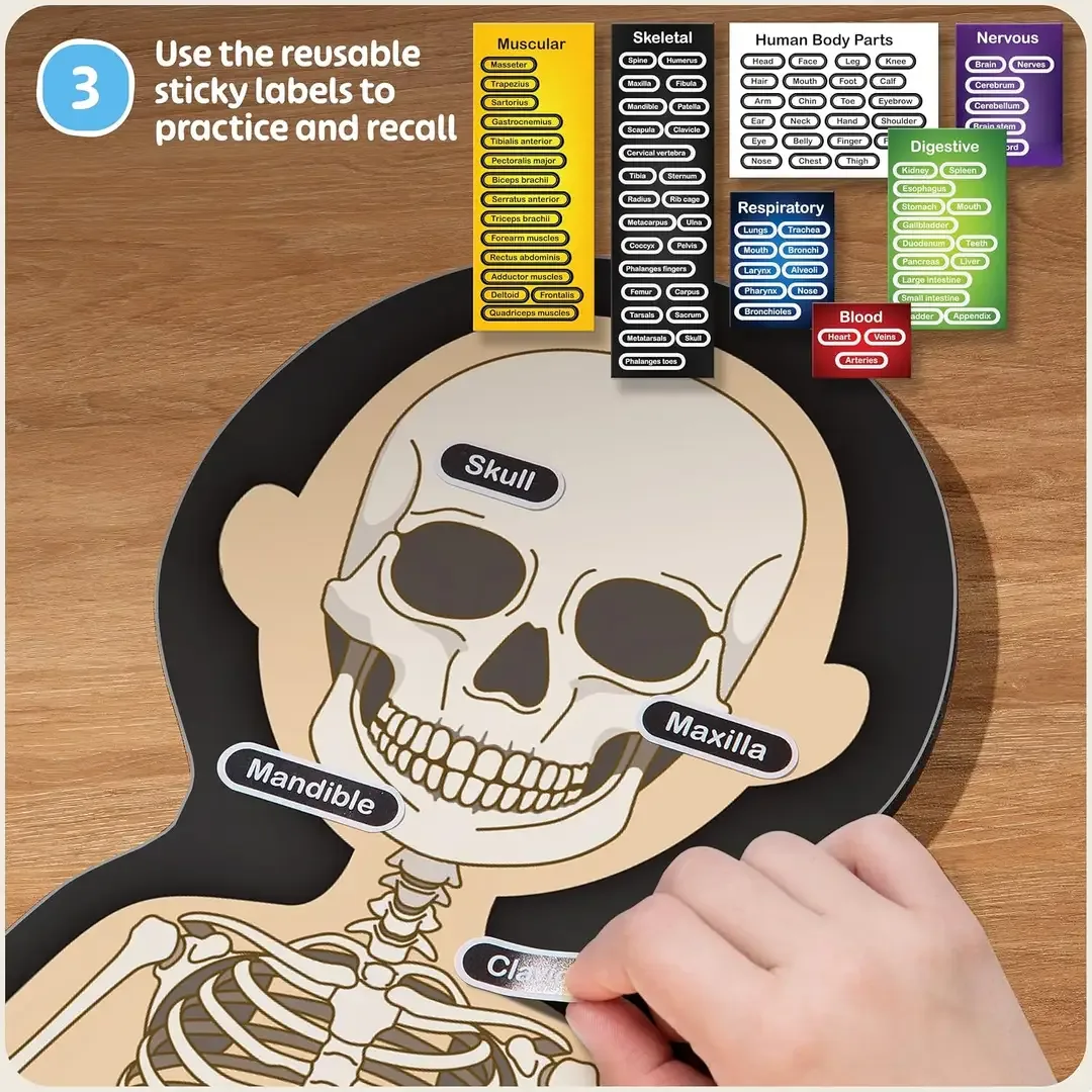 Reusable labels placed on the anatomy model for kids