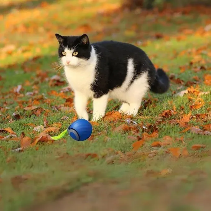Cat playing with the automatic cat toy ball outdoors